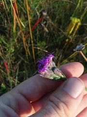 Carphephorus pseudoliatris