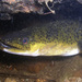 Australian Long-finned Eel - Photo (c) Sascha Schulz, some rights reserved (CC BY-NC), uploaded by Sascha Schulz
