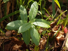 Lonicera dioica