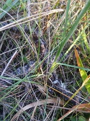 Carphephorus pseudoliatris