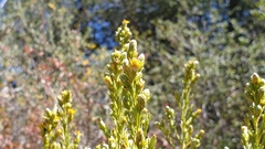 Ericameria pinifolia