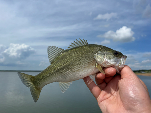 Micropterus nigricans