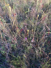 Carphephorus pseudoliatris