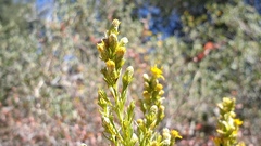 Ericameria pinifolia