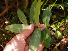 Lonicera dioica