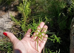 Delphinium tenuisectum