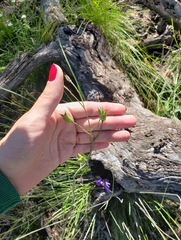 Delphinium tenuisectum