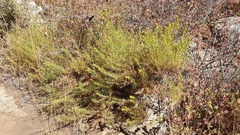 Ericameria pinifolia