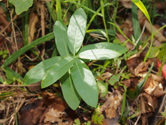 Lonicera dioica