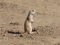 Xerospermophilus tereticaudus