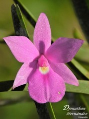 Dimerandra emarginata