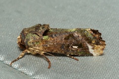 Lignispalta incertissima