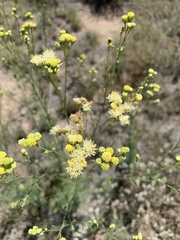 Hymenothrix loomisii