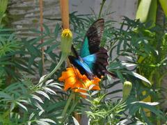 Papilio peranthus transiens