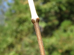 Muhlenbergia glabrifloris
