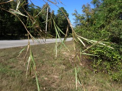 Muhlenbergia glabrifloris