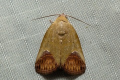 Asinduma exscripta