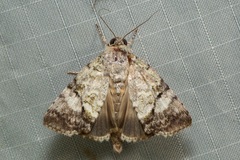 Blenina quinaria