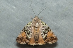Blenina quinaria