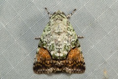 Blenina quinaria