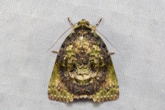 Bleninina