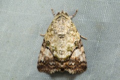 Bleninina