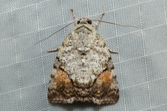Blenina