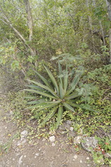 Agave ghiesbreghtii