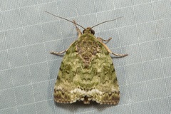 Bleninina