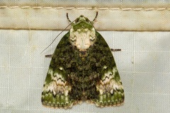 Bleninina
