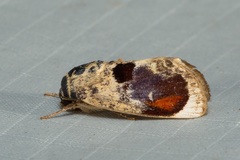 Calymera picta