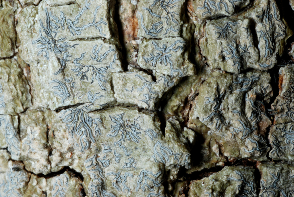 Platygramme caesiopruinosa