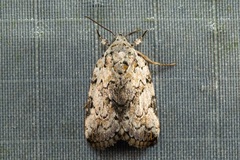 Garella
