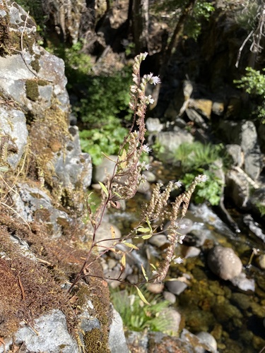 Phacelia stebbinsii observed 2025-07-10