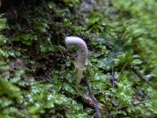 Purpureocillium atypicola