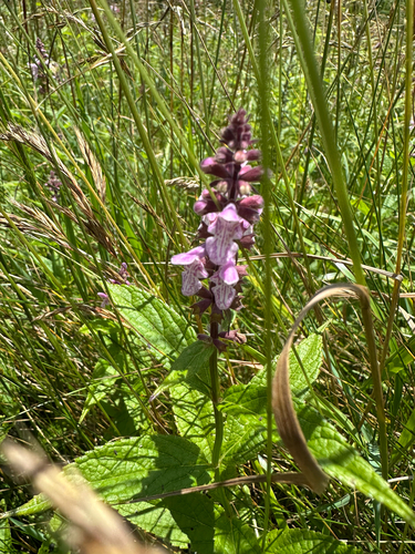 Stachys latidens, photograph 2