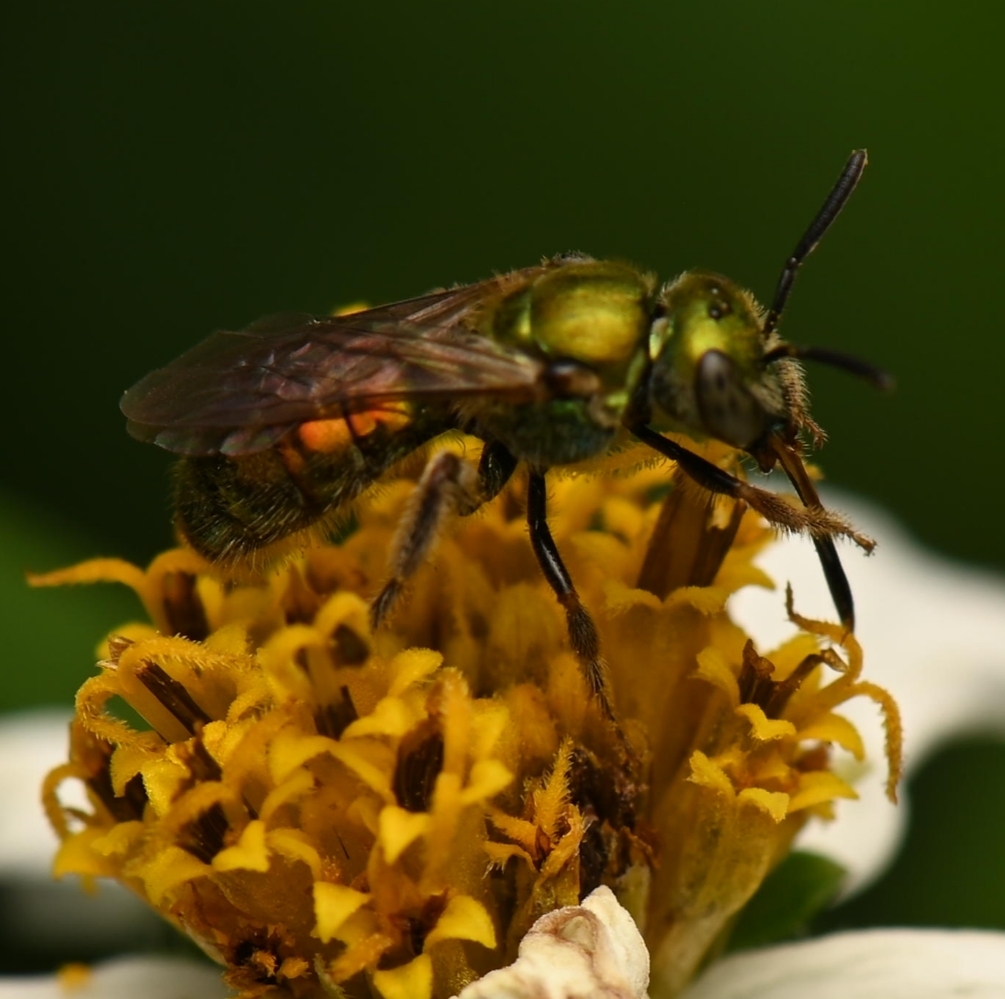 Augochlora igniventris