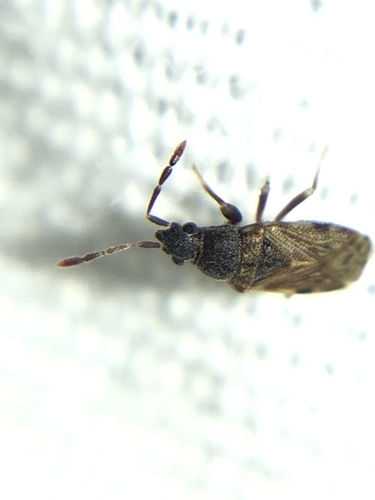 Sisamnes contractus
