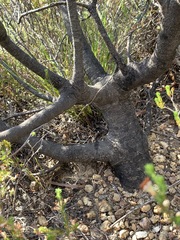 Leucadendron chamelaea