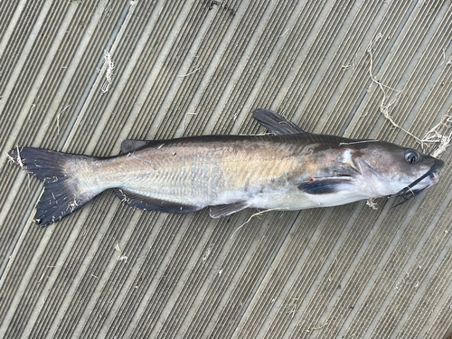 Ictalurus punctatus