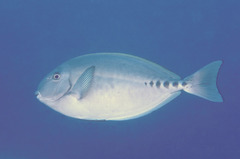 Prionurus microlepidotus