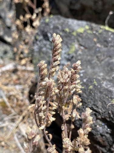 Phacelia stebbinsii observed 2025-07-10