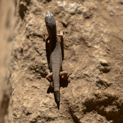 iNaturalist observation photo of Northern Alligator Lizard