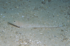 Platycephalus grandispinis