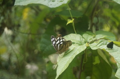 Myscelia cyaniris cyaniris