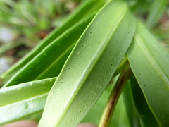 Veronica townsonii