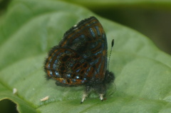 Sarota myrtea