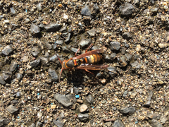 Polistes nipponensis