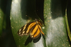 Eresia phillyra phillyra