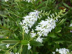 Veronica townsonii
